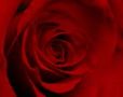 American Beauty